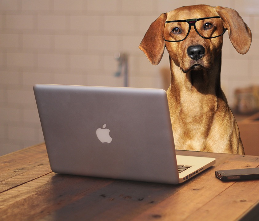 dog using laptop